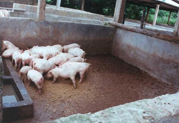 Pigtrop - about pig production in developing countries - Palm kernel meal  and cassava peel meal in growing pigs / Animal Nutrition / Subjects