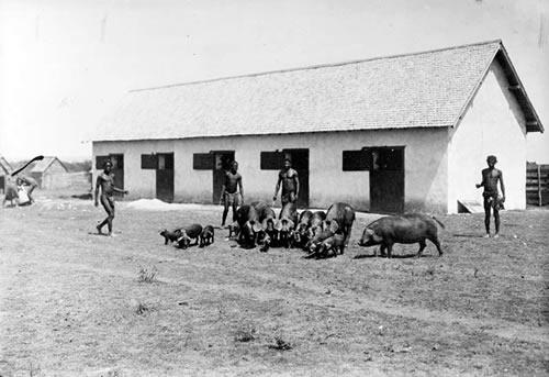 SpÃƒÂ©cimens de porcs malgaches dans la rÃƒÂ©gion d'AmbovombÃƒÂ© au sud de l'ÃƒÂ®le de Madagascar 1909, Fort Dauphin. Ã‚Â© Cirad