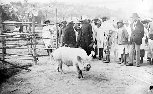 Verrat bengali proposÃƒÂ© ÃƒÂ  l'ÃƒÂ©vage ÃƒÂ  Madagascar, 1920. Ã‚Â© Cirad