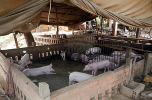 Pig herd in Cambodia - J.Cappelle (c) Cirad, 2013