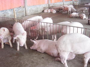 Porc, Thai Binh. V.Porphyre (c) CIRAD, 2005